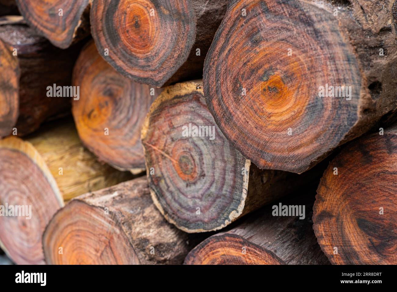 Stapel siamesischer Palisander übereinander gestapelt Stockfoto