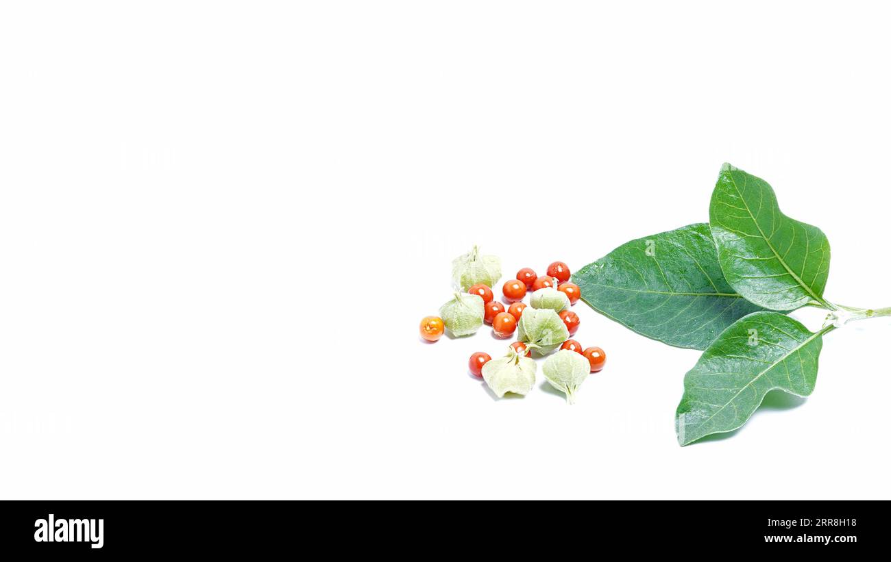 Samen der Withania somnifera-Pflanze. Allgemein bekannt als Ashwagandha, ist eine wichtige Heilpflanze, die im Ayurveda verwendet wurde. Stockfoto