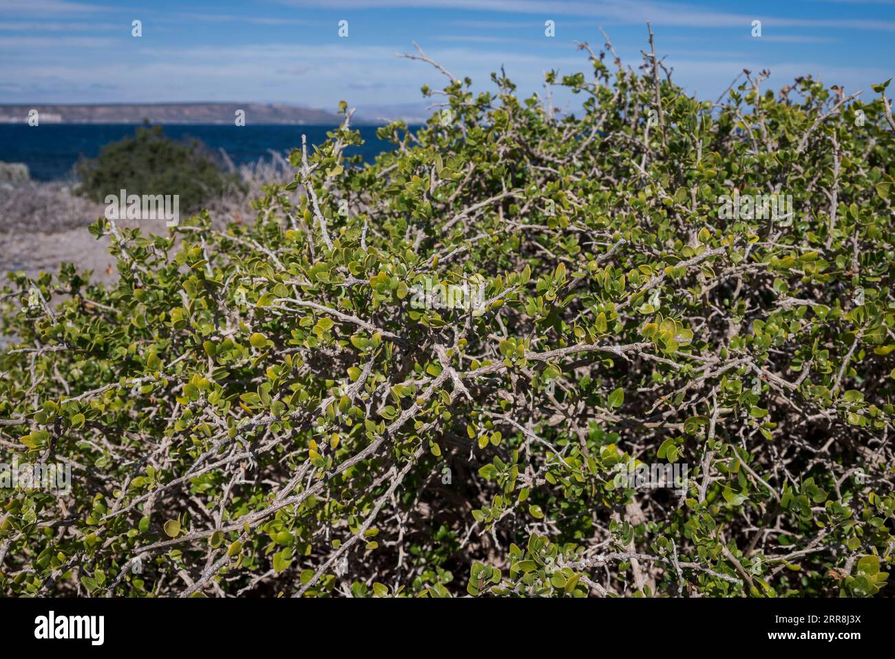 Das Laub von Withania frutescens. Foto aufgenommen auf der Insel Tabarca, Provinz Alicante, Spanien Stockfoto