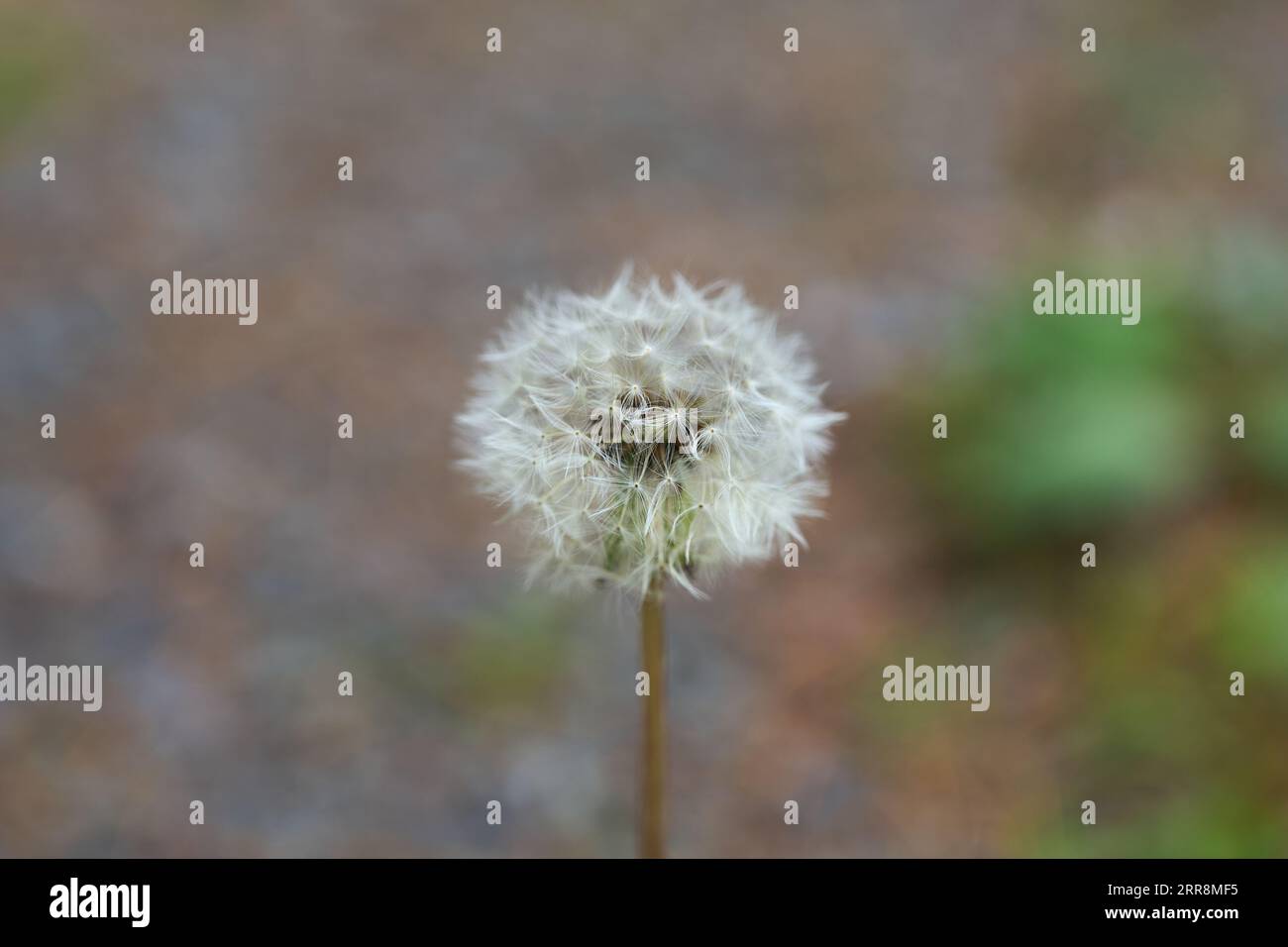 Löwenzahn-Samen in ihrer vollen Form blühen auf einer Wiese Stockfoto