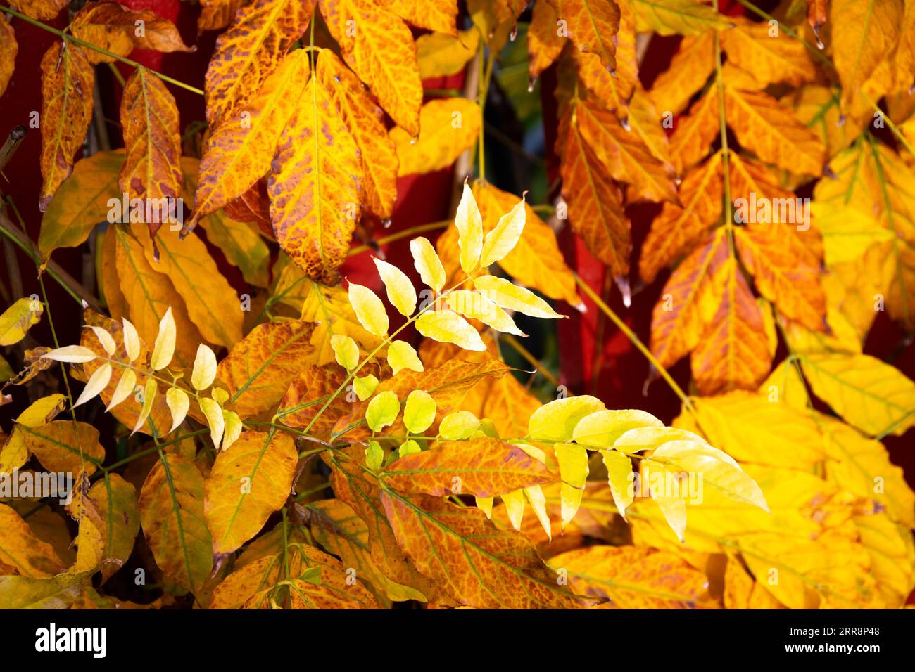 Gelbe Blätter wachsen auf rotem Zaun, Shannon, Horowhenever, Nordinsel, Neuseeland Stockfoto
