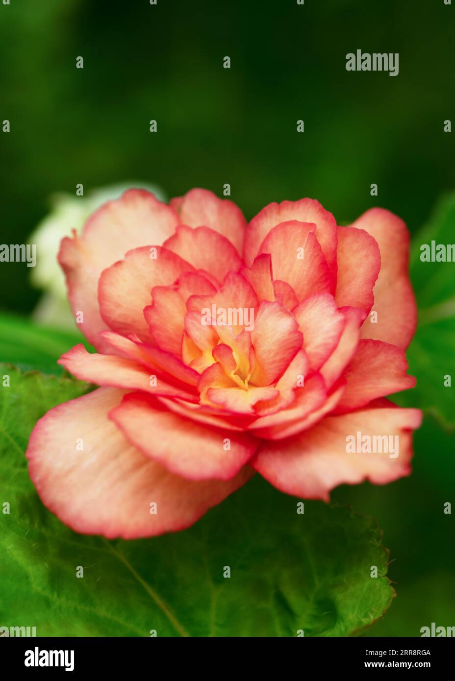 Schöne orange, rot große Doppelblumen von Begonia im Blumentopf im Sommer Cottage Garten. Selektiver Fokus. Gartenkonzept. Stockfoto