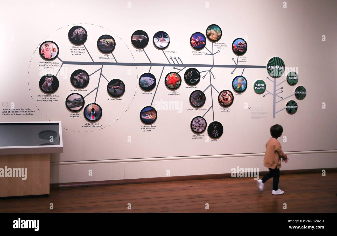 210519 -- SYDNEY, 19. Mai 2021 -- Ein Kind besucht das Australian Museum in Sydney, Australien am 18. Mai 2021. Das Australian Museum ist das älteste Museum Australiens und hat einen internationalen Ruf in den Bereichen Naturgeschichte und Anthropologie. Es wurde zuerst nach dem zeitgenössischen europäischen Modell eines enzyklopädischen Lagers der Kultur- und Naturgeschichte konzipiert und entwickelt und umfasst Sammlungen von Vertebraten- und Wirbellosen-Zoologie. AUSTRALIA-SYDNEY-AUSTRALIAN MUSEUM BaixXuefei PUBLICATIONxNOTxINxCHN Stockfoto