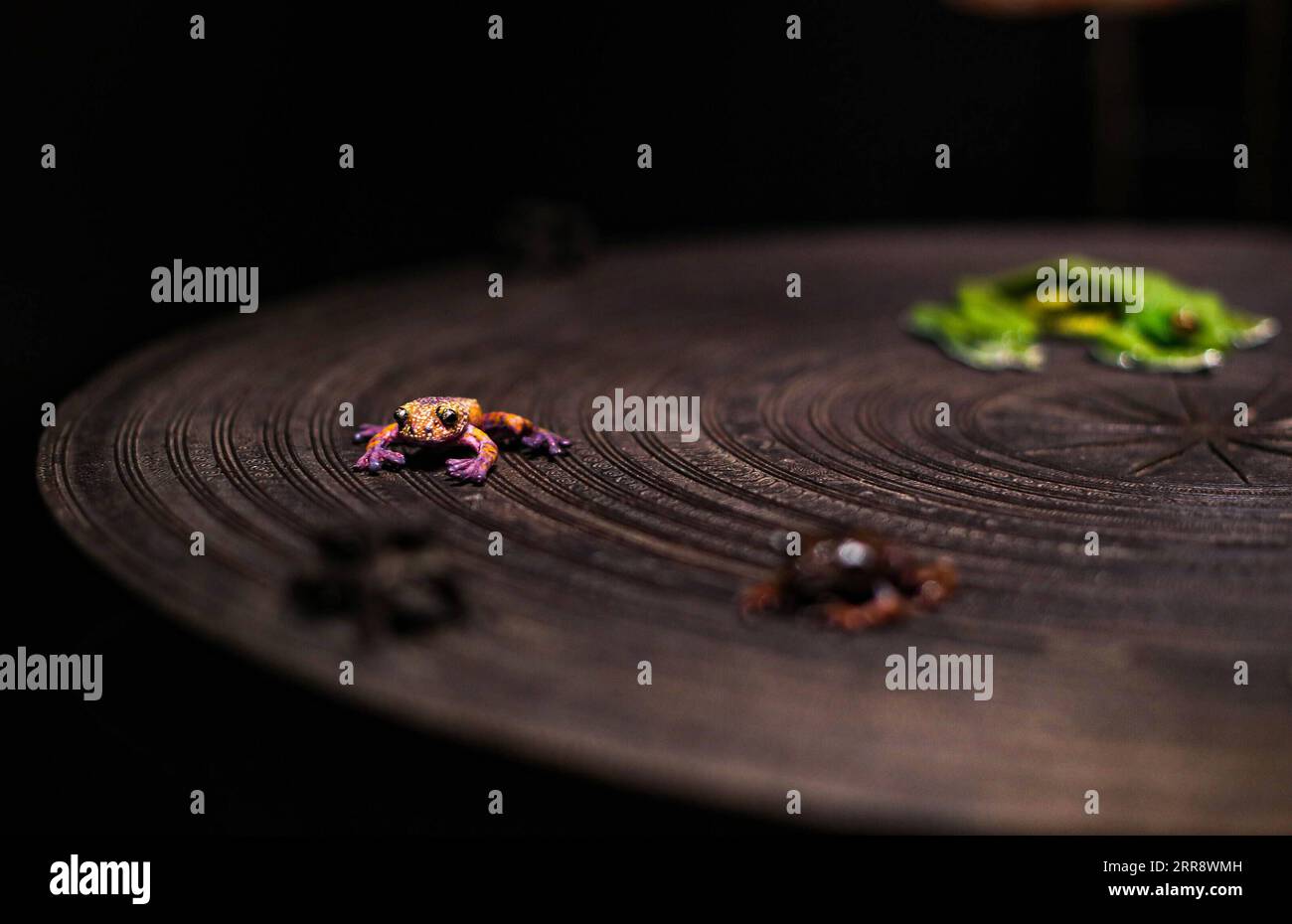 210519 -- SYDNEY, 19. Mai 2021 -- Froschproben werden am 18. Mai 2021 im Australian Museum in Sydney, Australien, gesehen. Das Australian Museum ist das älteste Museum Australiens und hat einen internationalen Ruf in den Bereichen Naturgeschichte und Anthropologie. Es wurde zuerst nach dem zeitgenössischen europäischen Modell eines enzyklopädischen Lagers der Kultur- und Naturgeschichte konzipiert und entwickelt und umfasst Sammlungen von Vertebraten- und Wirbellosen-Zoologie. AUSTRALIA-SYDNEY-AUSTRALIAN MUSEUM BaixXuefei PUBLICATIONxNOTxINxCHN Stockfoto