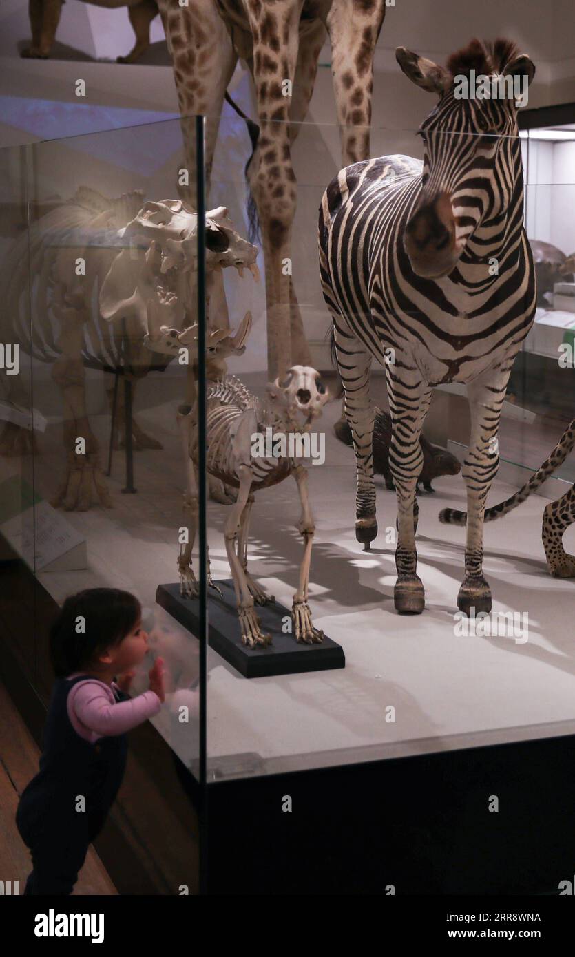 210519 -- SYDNEY, 19. Mai 2021 -- Ein Kind besucht das Australian Museum in Sydney, Australien am 18. Mai 2021. Das Australian Museum ist das älteste Museum Australiens und hat einen internationalen Ruf in den Bereichen Naturgeschichte und Anthropologie. Es wurde zuerst nach dem zeitgenössischen europäischen Modell eines enzyklopädischen Lagers der Kultur- und Naturgeschichte konzipiert und entwickelt und umfasst Sammlungen von Vertebraten- und Wirbellosen-Zoologie. AUSTRALIA-SYDNEY-AUSTRALIAN MUSEUM BaixXuefei PUBLICATIONxNOTxINxCHN Stockfoto