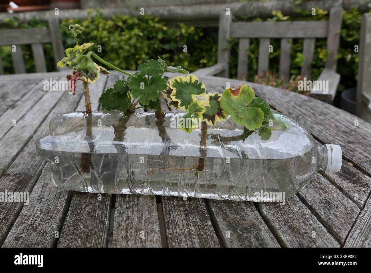 Vermehrung von Begonia-Stecklingen in Wasser in Plastikflaschen Stockfoto