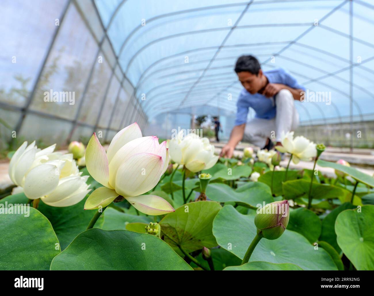 210525 -- HANDAN, 25. Mai 2021 -- Ein Mitarbeiter überprüft Mini-Lotus-Pflanzen in der Mini Lotus Planting Cooperative im Dorf Yuanyoufang, Baihe Township, Linzhang County in der nordchinesischen Provinz Hebei, 25. Mai 2021. Mehr als 200.000 Töpfe mit Mini-Lotus-Pflanzen sind in letzter Zeit in der Genossenschaft geblüht. In den letzten Jahren hat sich die Mini-Lotus-Pflanzindustrie zu einem neuen Weg für die Einheimischen entwickelt, ihre Einkommen zu steigern. CHINA-HEBEI-LINZHANG COUNTY-MINI LOTUS-PLANTING CN WANGXXIAO PUBLICATIONXNOTXINXCHN Stockfoto