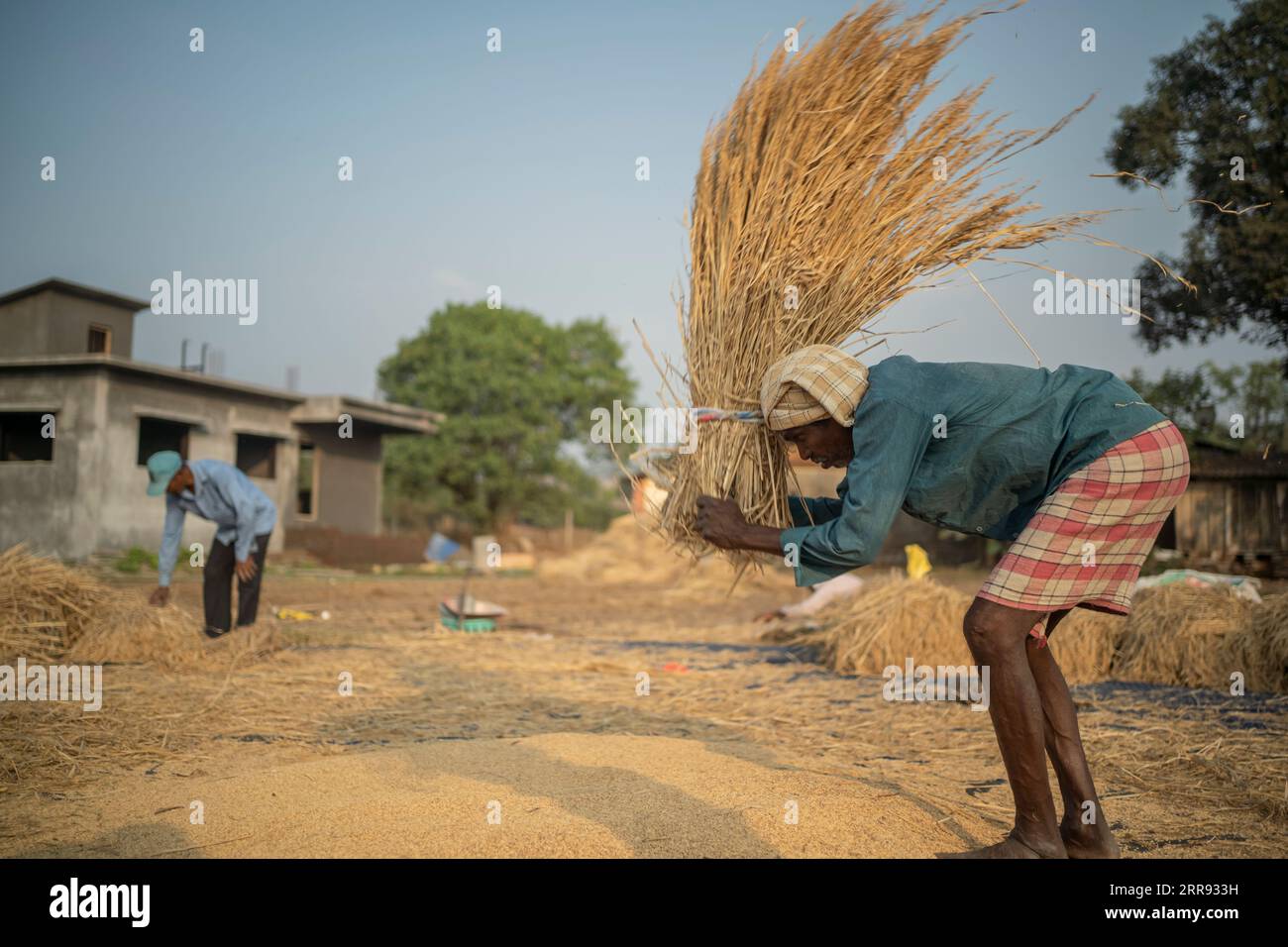 Karjat, Indien November 27 2022 Ein Landwirt, der die Gurken gegen den harten Boden schlägt, um Reiskörner zu trennen, in denen trockenes Gras in BA gestapelt wurde Stockfoto