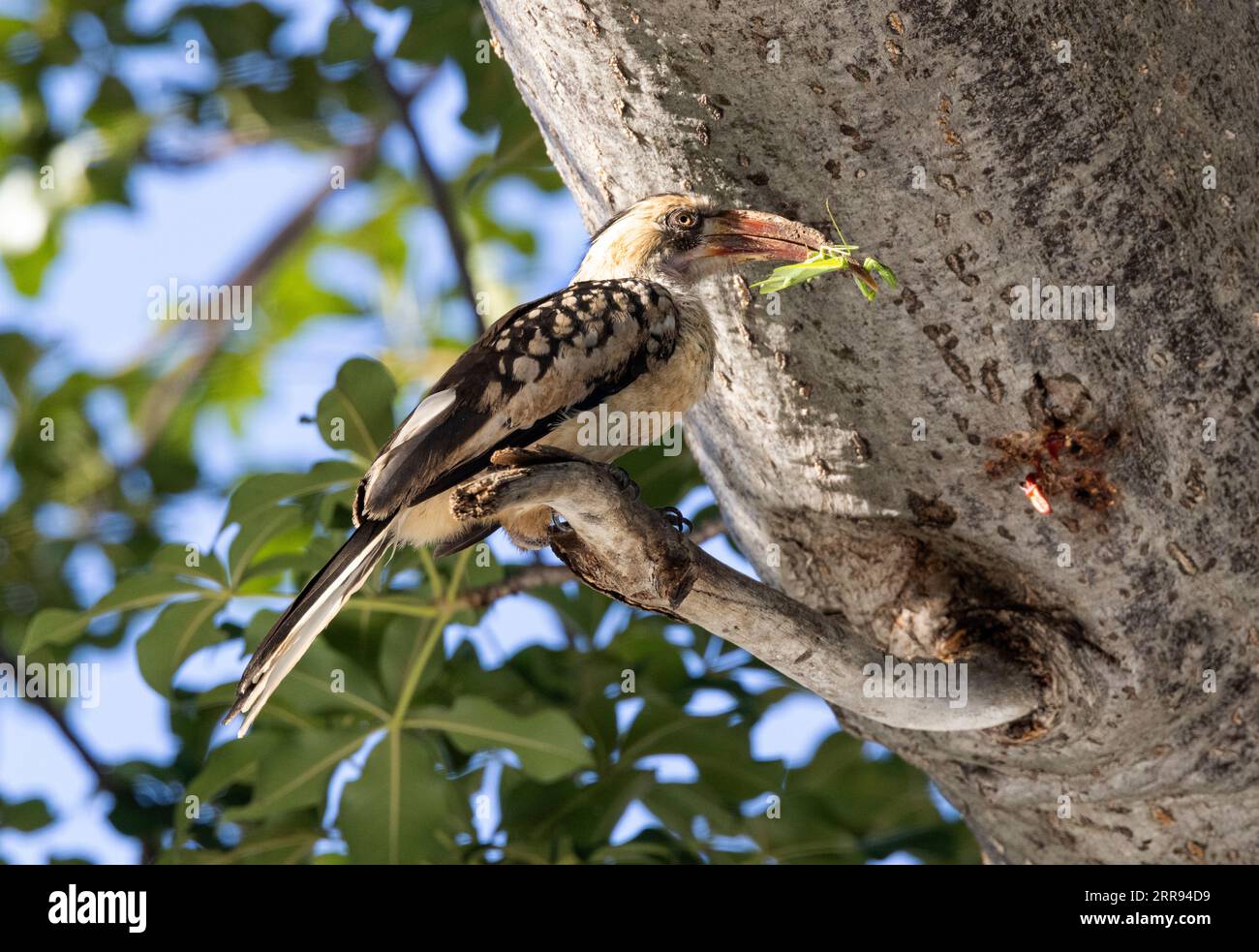 Ein Endemimenthümer Ruaha Red-Billed Hornschnabel mit Futter, um seinen Partner zu ernähren. Während der Inkubation und Aufzucht der Jungtiere nimmt das Männchen die gesamte Fütterung vor. Stockfoto