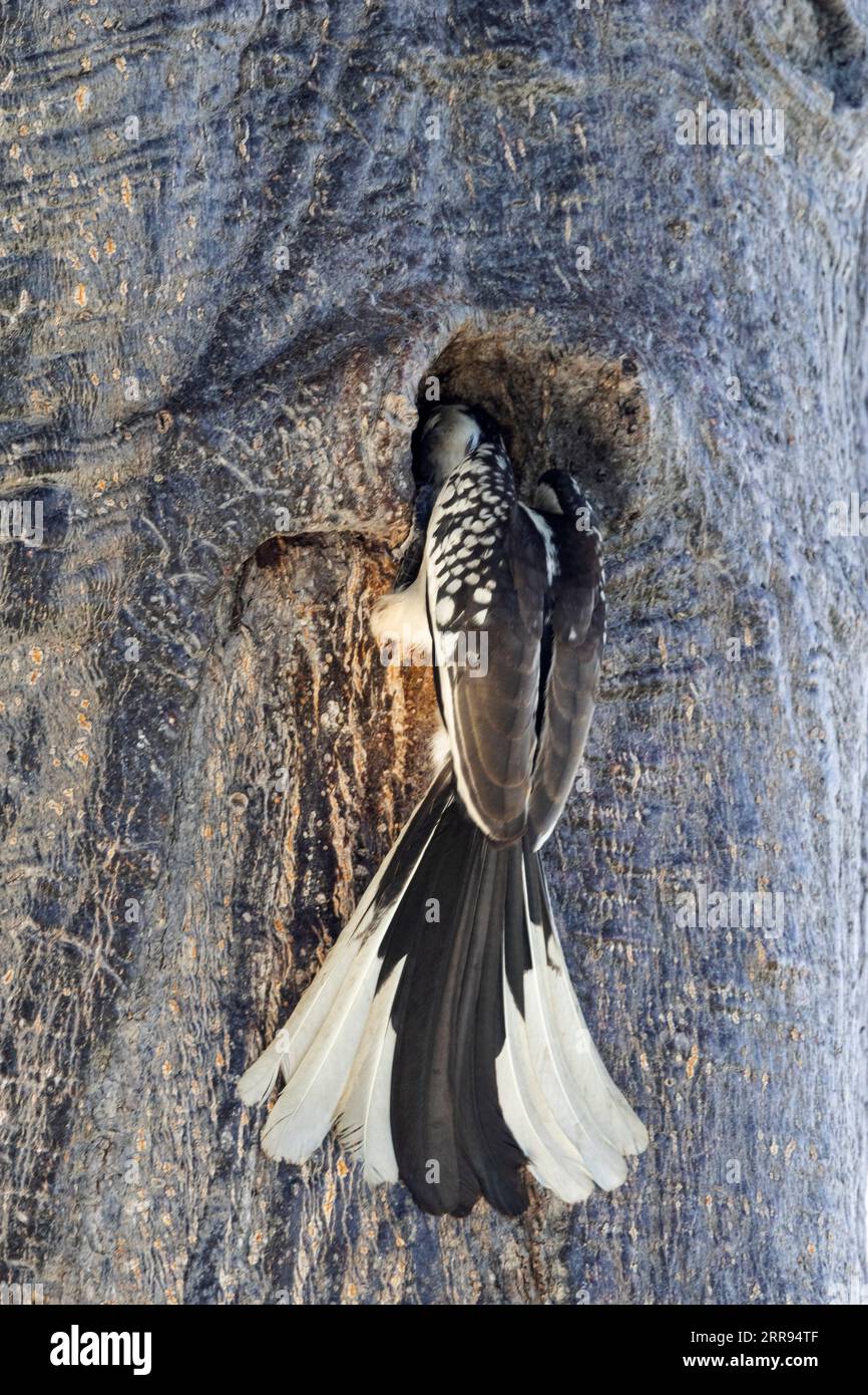 Ein männlicher Ruaha Rotschnabel liefert Nahrung an das Nest, in dem sein Partner inhaftiert ist. Diese Zuchtstrategie erhöht die Nestsicherheit. Stockfoto