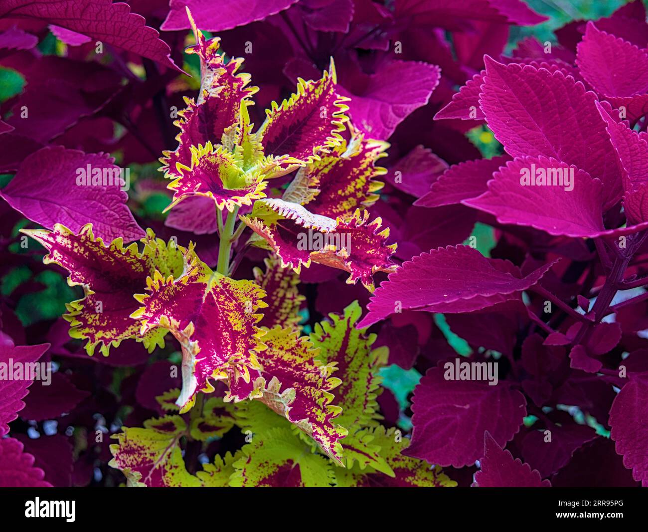 Coleus-Pflanze mit leuchtend gelben, violetten, roten Blättern Stockfoto