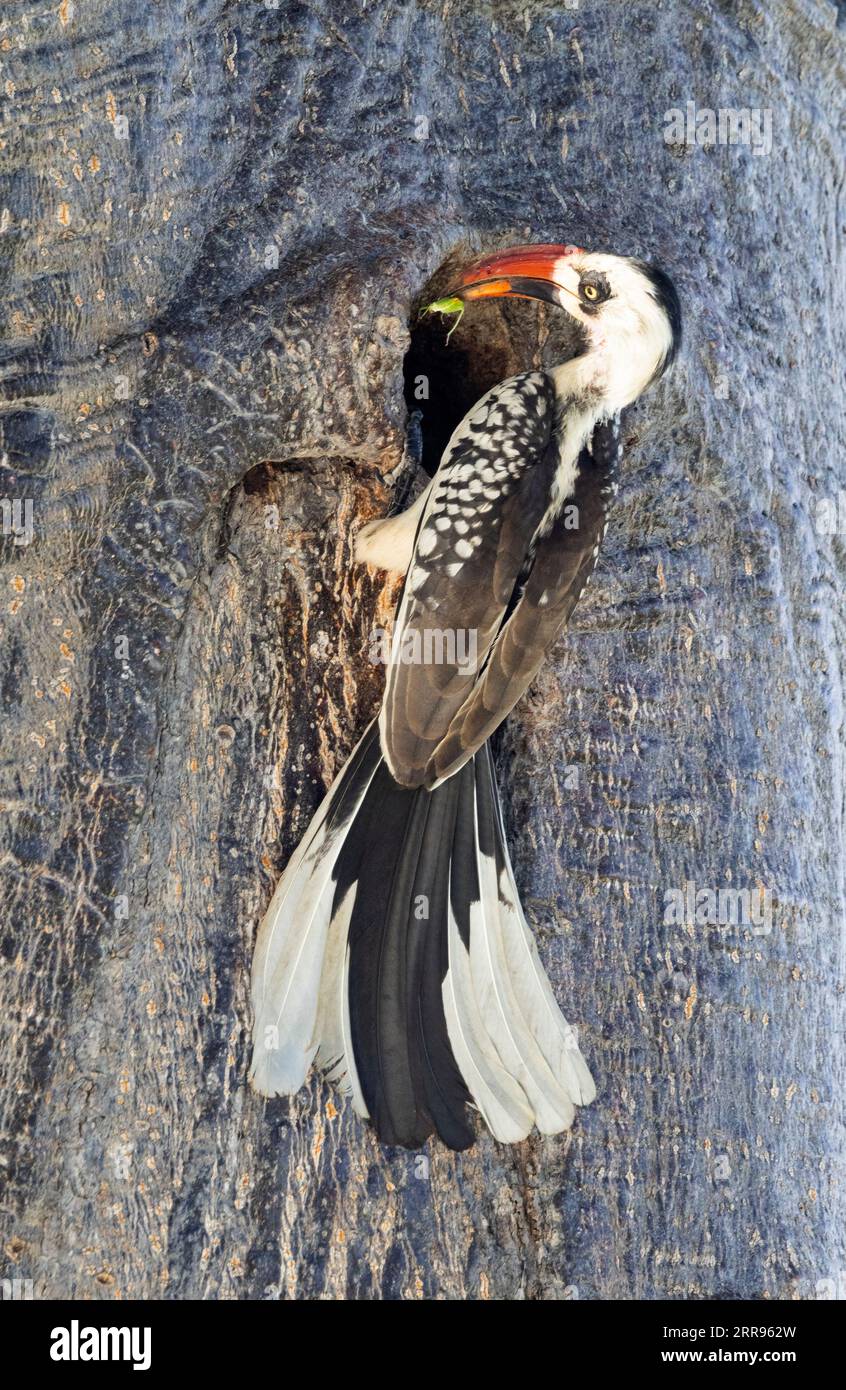 Ein männlicher Ruaha Rotschnabel liefert Nahrung an das Nest, in dem sein Partner inhaftiert ist. Diese Zuchtstrategie erhöht die Nestsicherheit. Stockfoto
