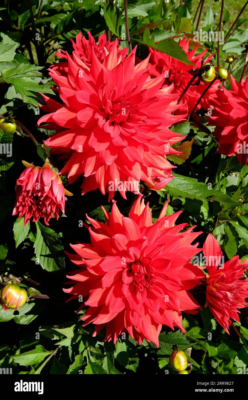 Rote Dahlienblüten in einem englischen Garten, norfolk, england Stockfoto