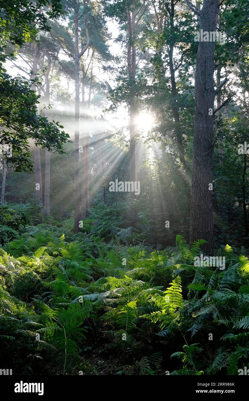 sunburst im Wald, holt Country Park, norfolk, england Stockfoto