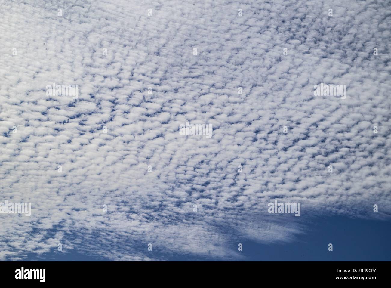 Ein Makrelenhimmel aus Cirrocumulus- oder Alcumulus-Wolken in großer Höhe. Stockfoto