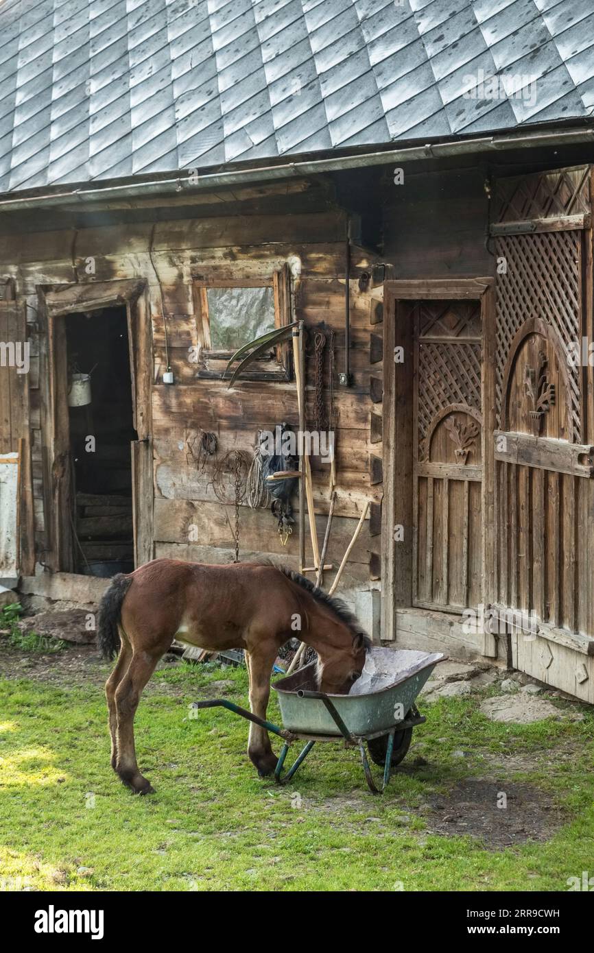 Ein Fohlen, das aus einer Schubkarre auf einem Bauernhof in Breb, Maramureș, Rumänien, vor einer typischen Scheune mit kunstvoll geschnitzten Holztüren isst Stockfoto