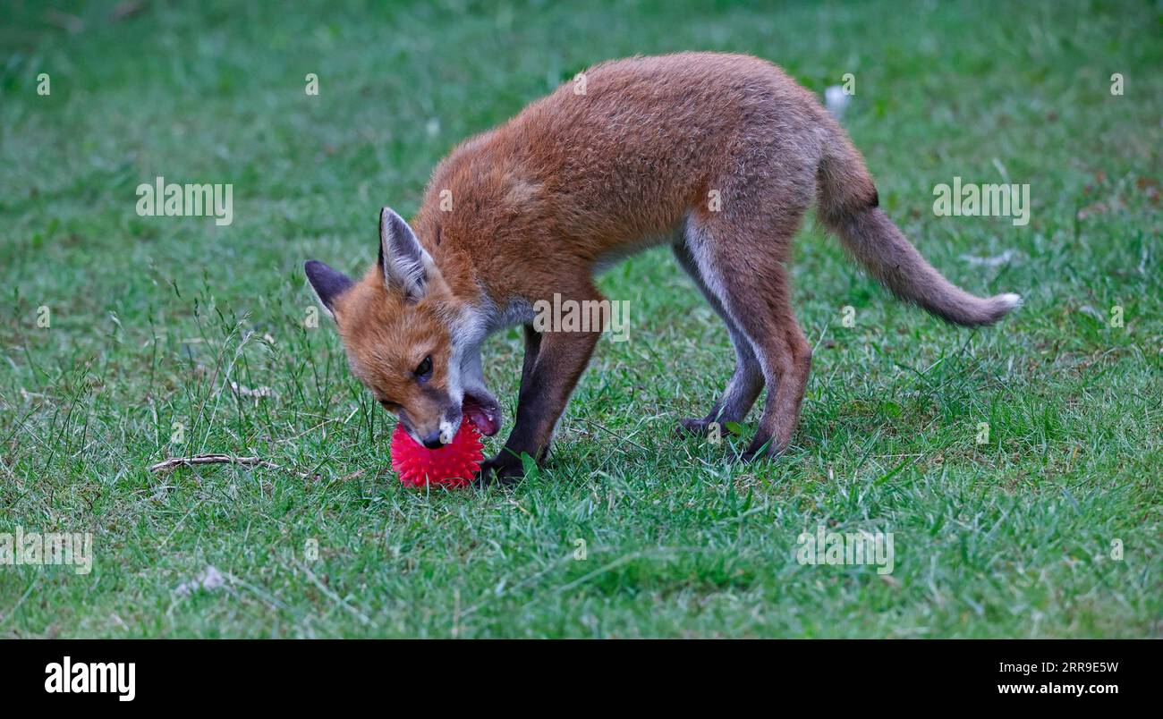 Fox Cubs spielen im Garten Stockfoto