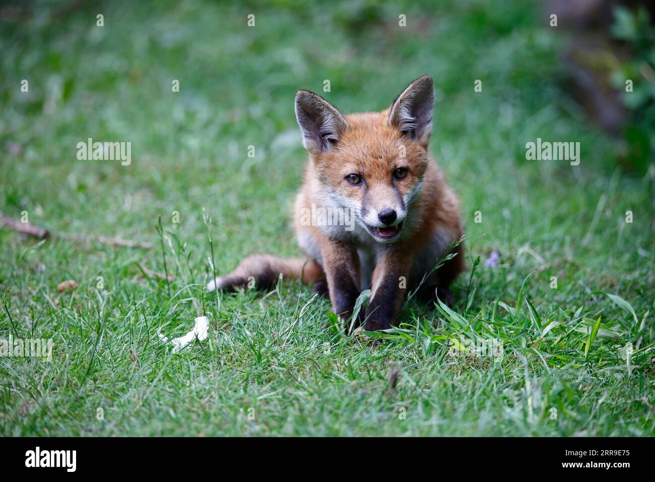 Fox Cubs spielen im Garten Stockfoto