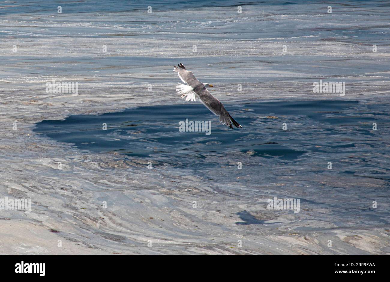 210614 -- ISTANBUL, 14. Juni 2021 -- Foto vom 11. Juni 2021 zeigt Schleim, bekannt als Seeschmuck im Marmarameer vor Istanbul, Türkei. Die Türkei hat sich darauf vorbereitet, die Schleimhaut zu bekämpfen, die das Marmarameer in der dicht besiedelten Industrieregion des Landes heimgesucht hat. Foto von /Xinhua TURKEY-ISTANBUL-MUCILAGE-CLEANUP OsmanxOrsal PUBLICATIONxNOTxINxCHN Stockfoto