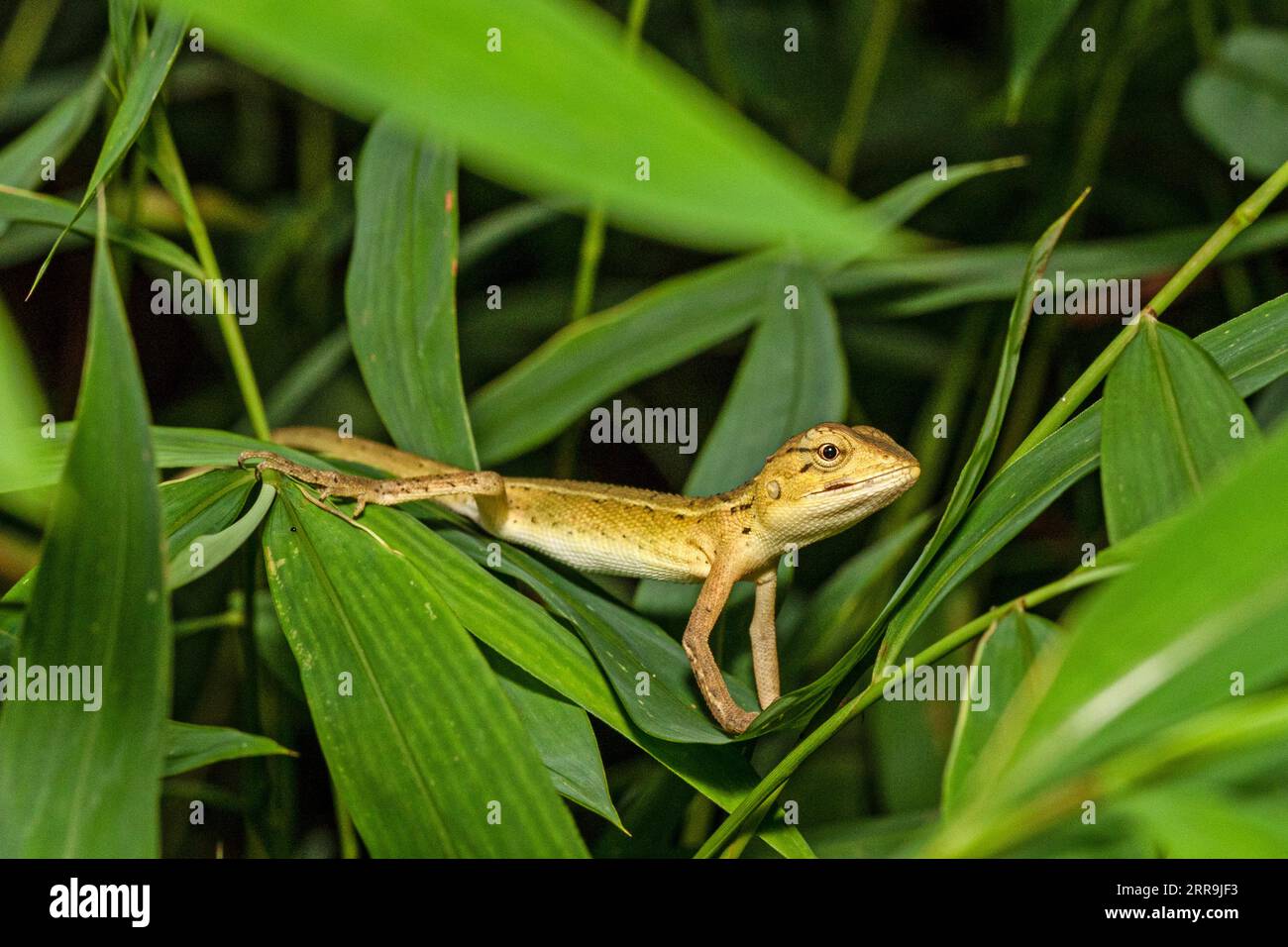 Eine junge Garteneidechse (auch austauschbare Eidechse genannt) Calotes versicolor, in Laub, Thailand. Stockfoto