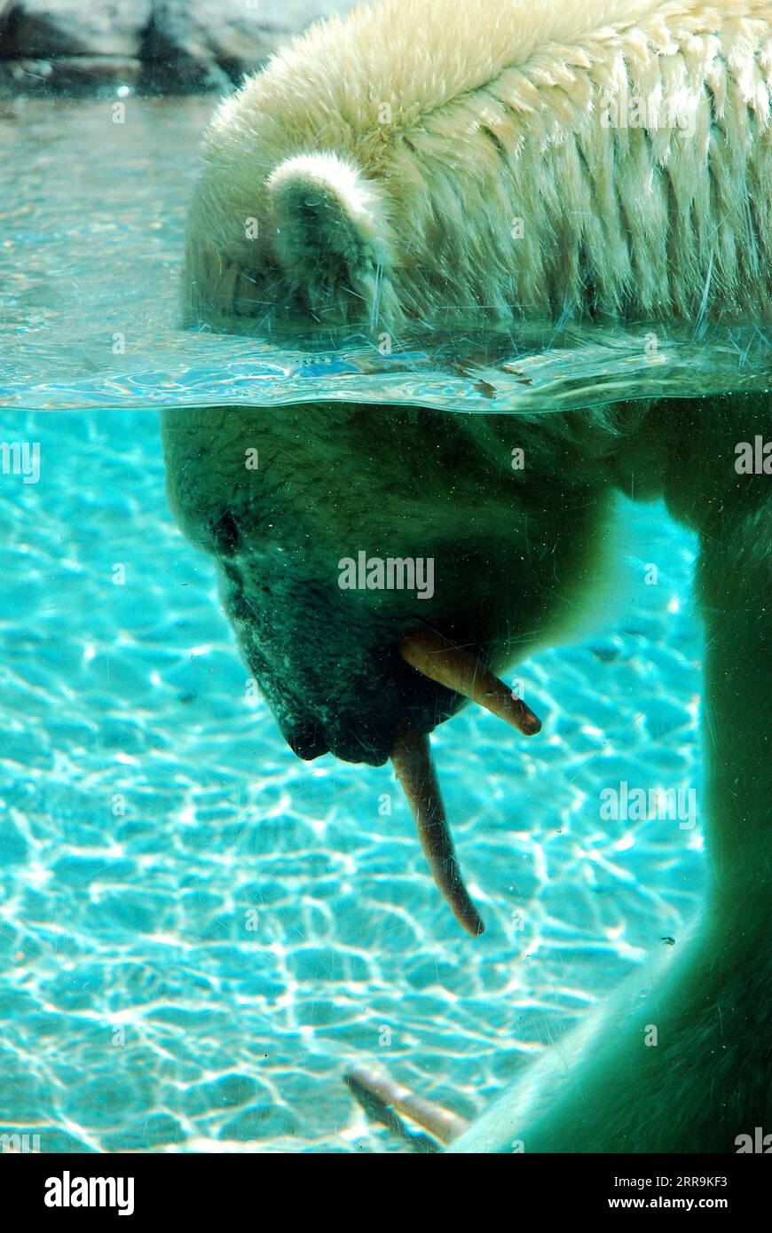 Ein Polarbär schlürft auf Karotten, während er seinen Kopf ins Wasser taucht Stockfoto