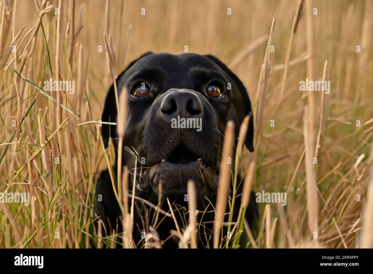 Porträt des labrador-Hundes auf dem Feld des hohen Grases Stockfoto