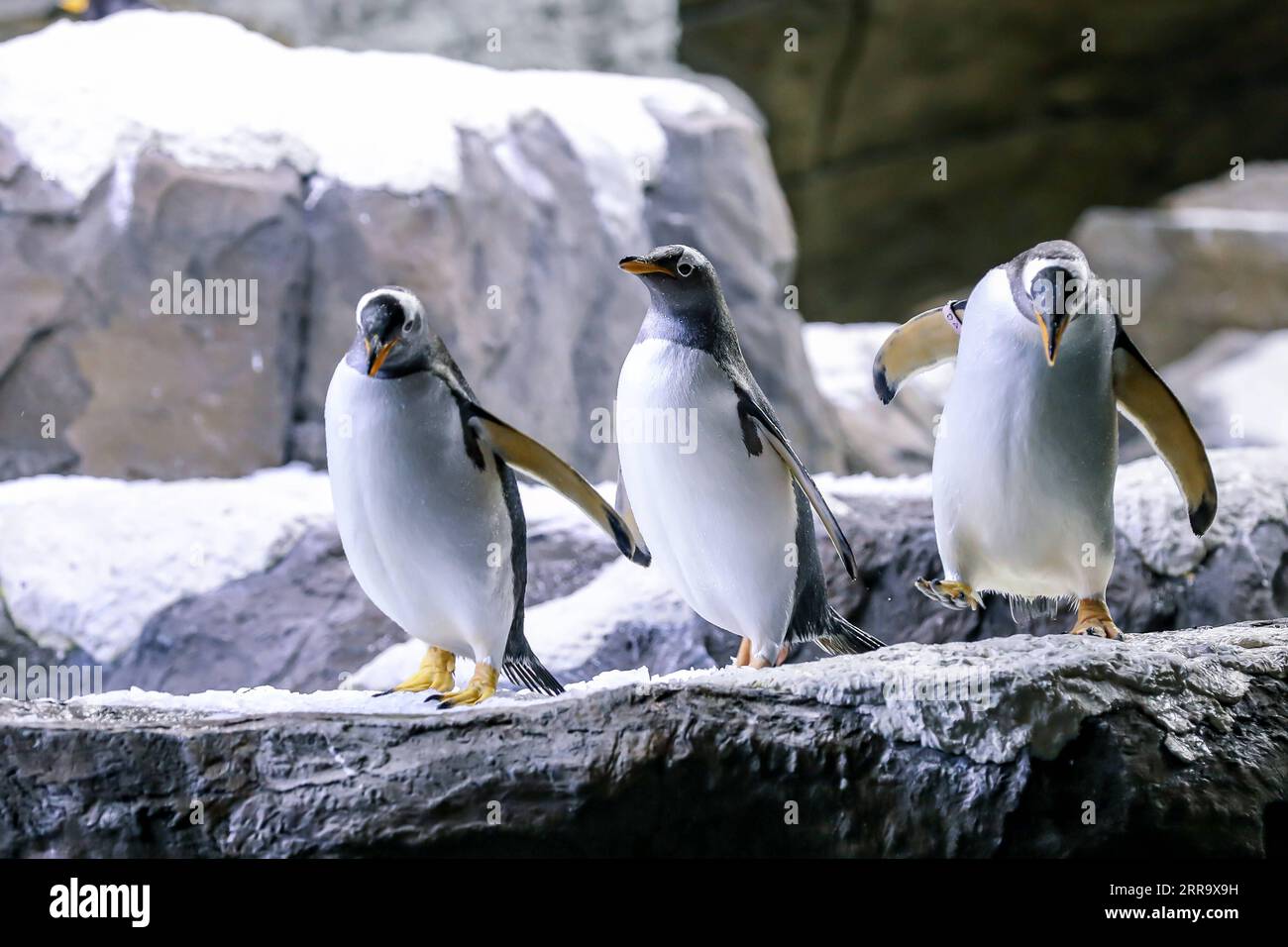 210706 -- BRUGELETTE, 6. Juli 2021 -- Gentoo Pinguine spielen im Pairi Daiza Zoo in Brugelette, Belgien, 5. Juli 2021. Der Zoo Pairi Daiza eröffnete am Montag sein neu errichtetes Penguinhaus für die Öffentlichkeit. Zwölf Gentoo-Pinguine leben derzeit im Penguin House, das eine Fläche von 850 Quadratmetern umfasst und mit einem grünen Energiesystem ausgestattet ist, um die Temperatur, das Licht und die Frischluft aufrechtzuerhalten. BELGIUM-BRUGELETTE-GENTOO PINGUINE ZhangxCheng PUBLICATIONXNOTXINXCHN Stockfoto