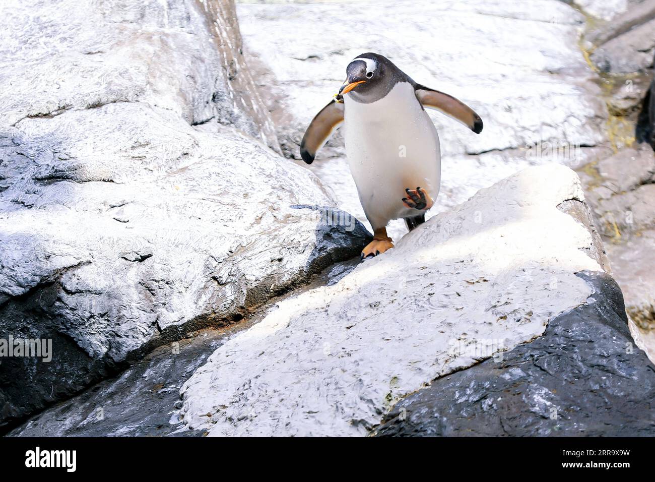 210706 -- BRUGELETTE, 6. Juli 2021 -- Ein Gentoo Pinguin Spaziergänge im Pairi Daiza Zoo in Brugelette, Belgien, 5. Juli 2021. Der Zoo Pairi Daiza eröffnete am Montag sein neu errichtetes Penguinhaus für die Öffentlichkeit. Zwölf Gentoo-Pinguine leben derzeit im Penguin House, das eine Fläche von 850 Quadratmetern umfasst und mit einem grünen Energiesystem ausgestattet ist, um die Temperatur, das Licht und die Frischluft aufrechtzuerhalten. BELGIUM-BRUGELETTE-GENTOO PINGUINE ZhangxCheng PUBLICATIONXNOTXINXCHN Stockfoto