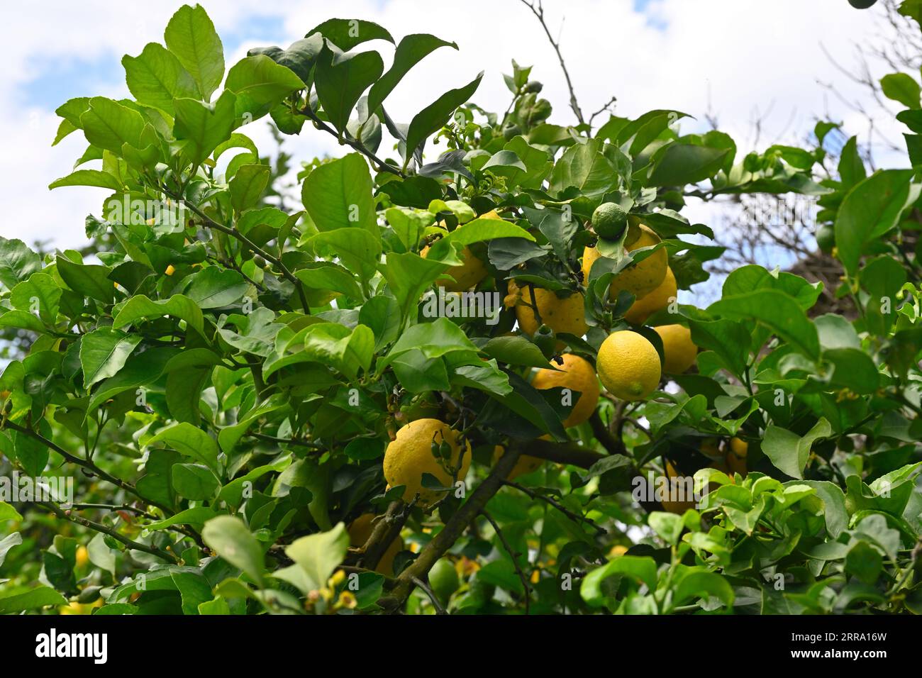 Zitronen wachsen auf Baum Stockfoto