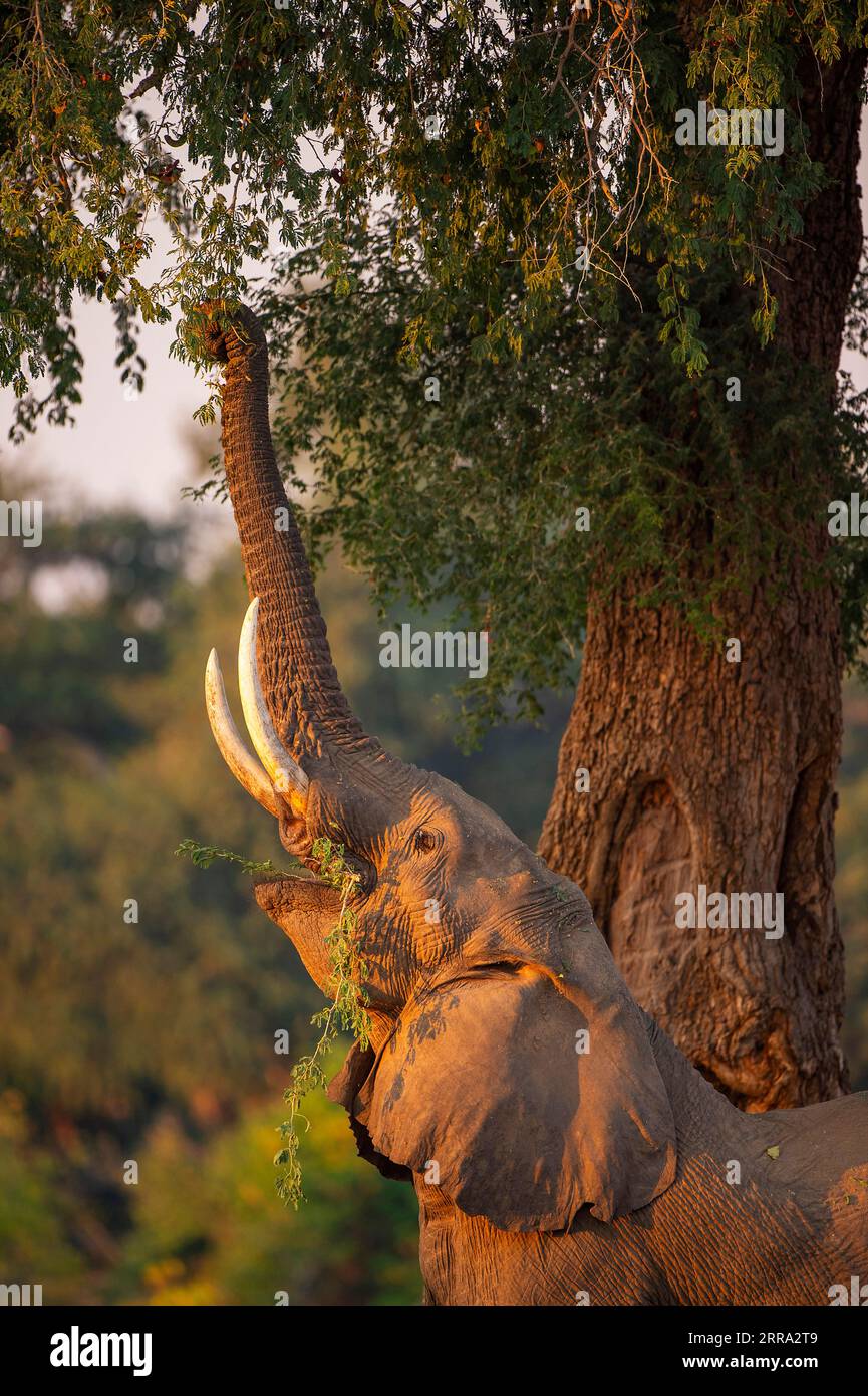 Ein großer männlicher Elefant ragt in einen Faidherbia albida-Baum für Apfelringschoten im Mana Pools National Park in Simbabwe. Stockfoto