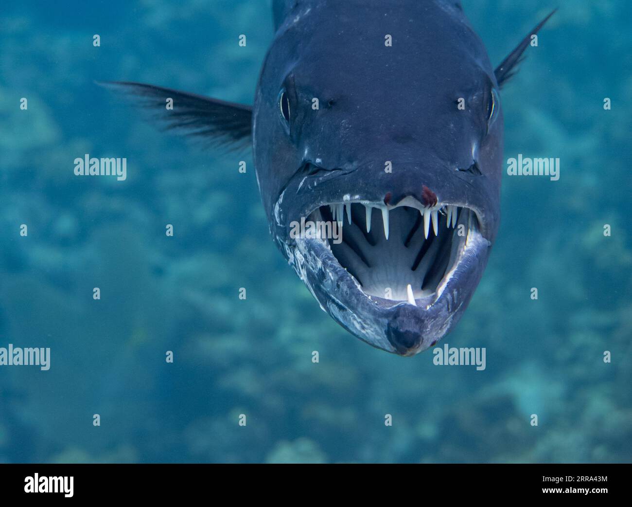 Ein Barracuda-Patient (Sphyraena barracuda) wartet, während ein Cayman-Putzkittel (Elacatinus cayman) Mund und Zähne reinigt. Stockfoto