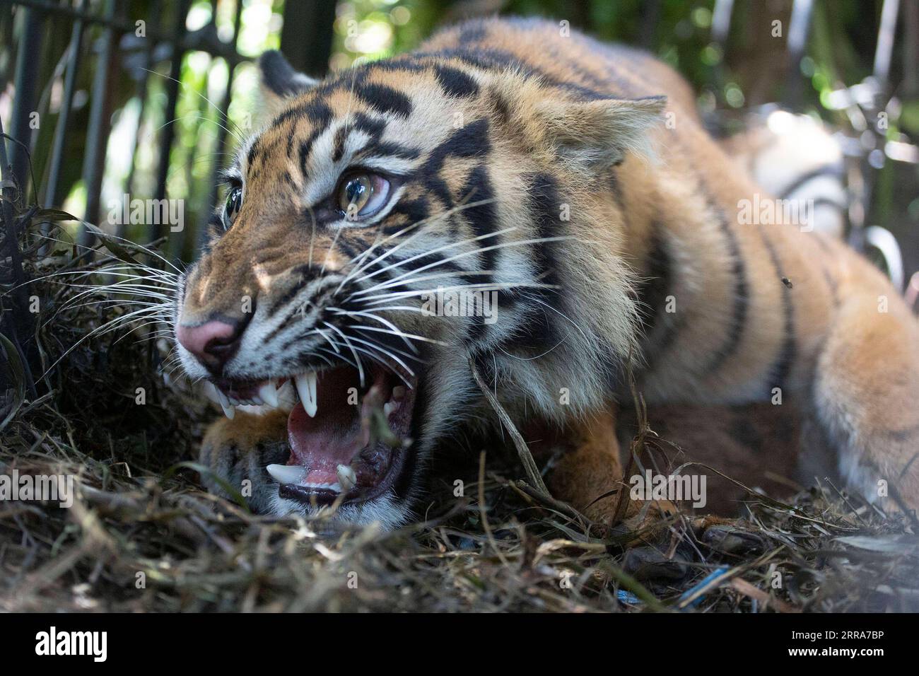 210719 -- WEST SUMATRA, 19. Juli 2021 -- Foto aufgenommen am 19. Juli 2021 zeigt einen wilden Sumatra Tiger, der von der West Sumatra Natural Resources Conservation Agency BKSDA auf einer Palmenplantage in der Pasaman Barat Region, West Sumatra, Indonesien, 19. Juli 2021 gerettet wurde. Foto von /Xinhua INDONESIA-WEST SUMATRA-SUMATRAN TIGER-GERETTETER AndrixMardiansyah PUBLICATIONxNOTxINxCHN Stockfoto