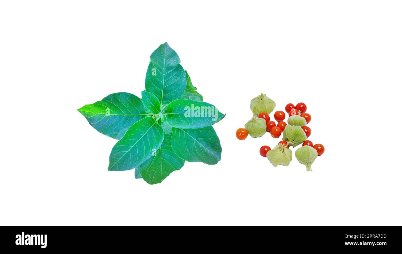 Ashwagandha Heilkraut mit frischen Blättern und grünen, roten Früchten, auch bekannt als Withania Somnifera, Ashwagandha, indischer Ginseng, Giftdornbeere, o Stockfoto