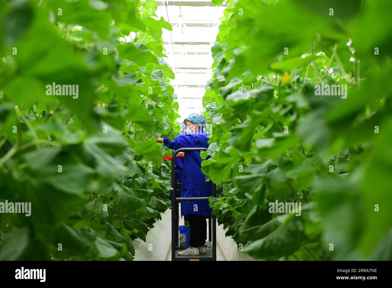 210720 -- ÜRÜMQI, 20. Juli 2021 -- Arbeiter Pollen süße Melonensetzlinge in einem intelligenten Gewächshaus eines modernen Gemüseindustrieparks, der mit Unterstützung der ostchinesischen Provinz Shandong im Shule County, Kashgar, der nordwestchinesischen Autonomen Region Xinjiang Uygur, am 17. April 2021 gebaut wurde. Xinhua-Schlagzeilen: China bündelt Ressourcen, um Xinjiang dabei zu helfen, mäßigen Wohlstand zu erreichen HouxZhaokang PUBLICATIONxNOTxINxCHN Stockfoto