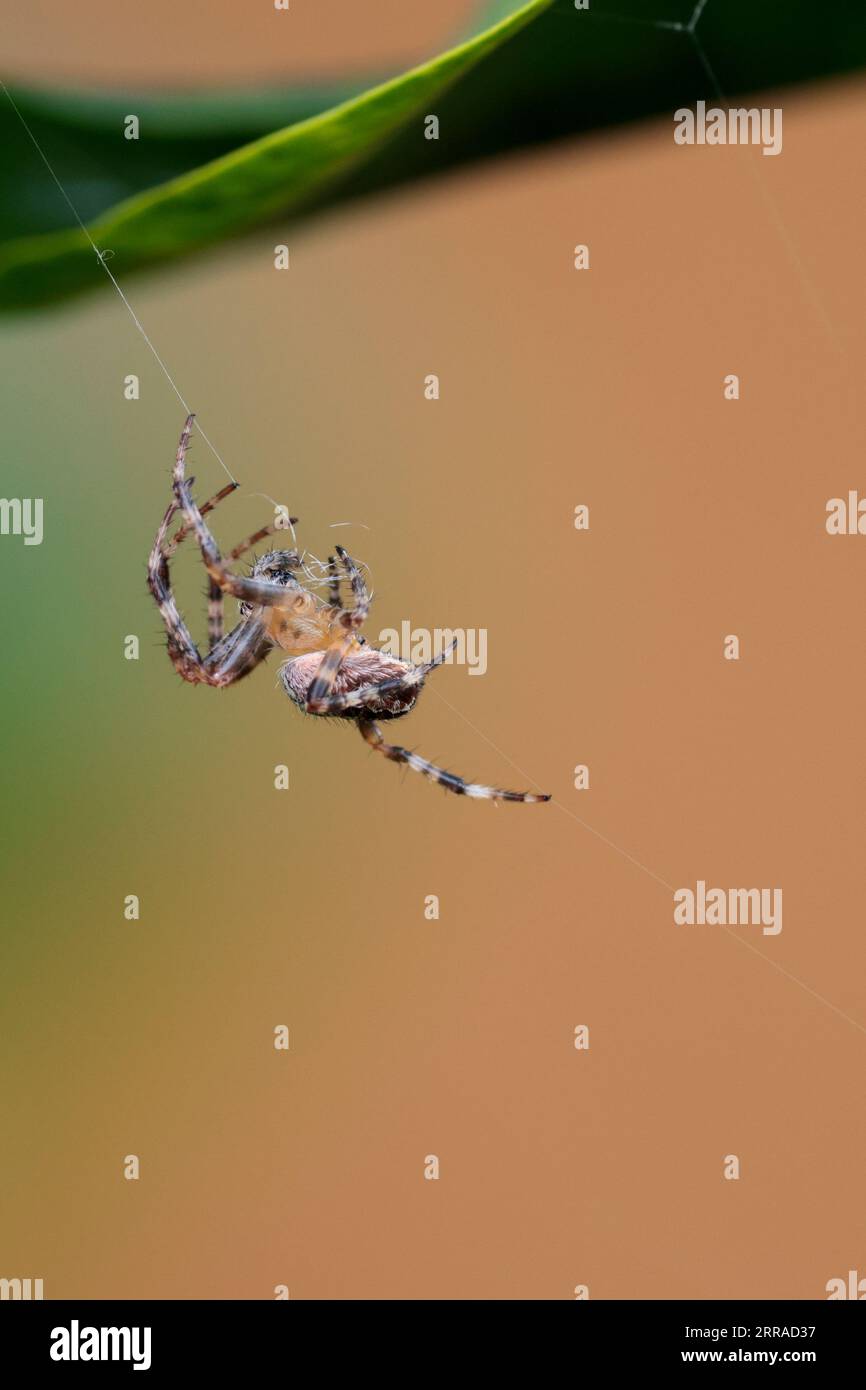 Gartenspinne Araneus diadematus, rötlich-braune Spinne mit weißen Markierungen an den Beinen und Kreuzform auf dem Bauch. Ein webb in Gartenpflanzen drehen Stockfoto