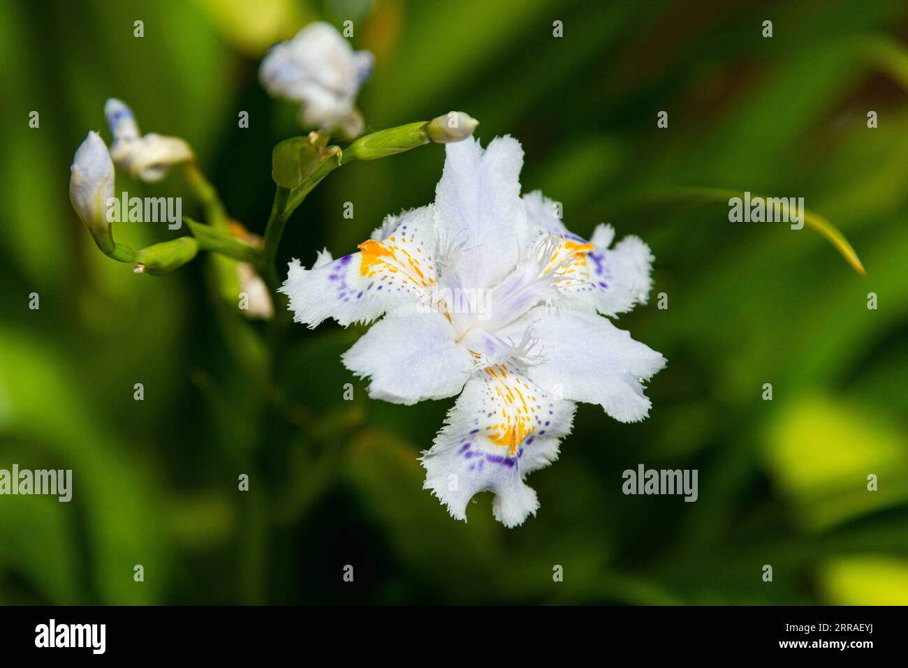 Die Blume einer Iris wattii Stockfoto