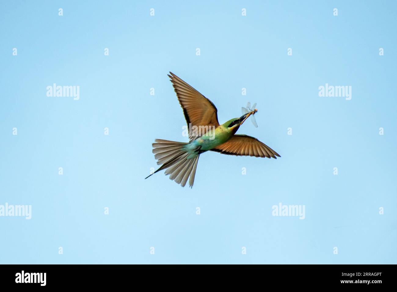 Fliegende Blaue Schwanzbiene gegen isolierten blauen Himmel Stockfoto