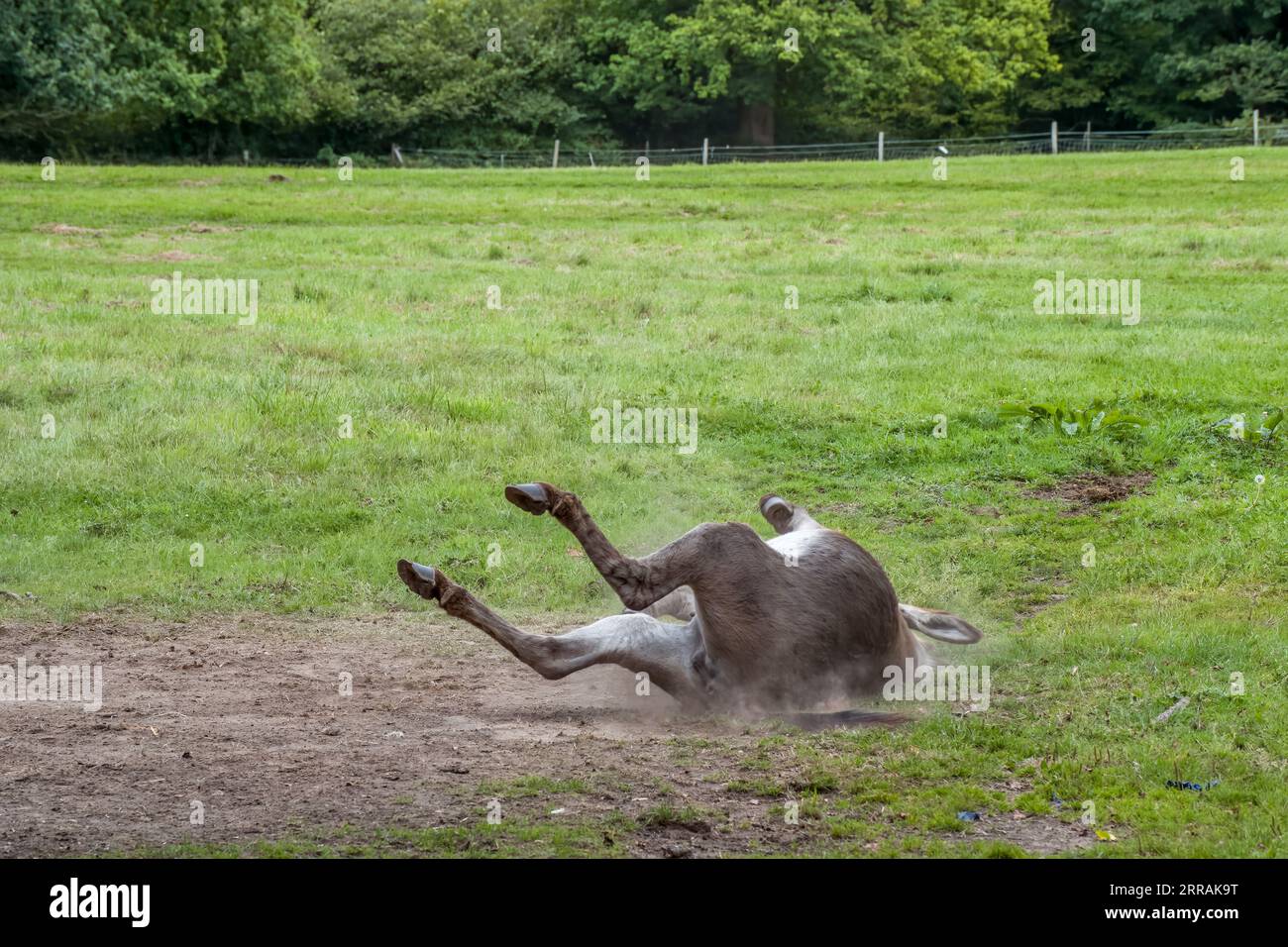 Der Esel rollt an einem Sommertag im Staub Stockfoto