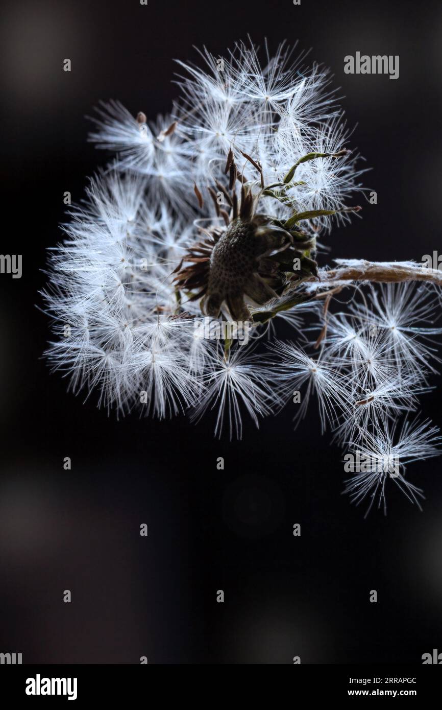 Erstaunliche weiße Löwenzahn-Blume auf dunklem Hintergrund für Crew-Stimmung Stockfoto