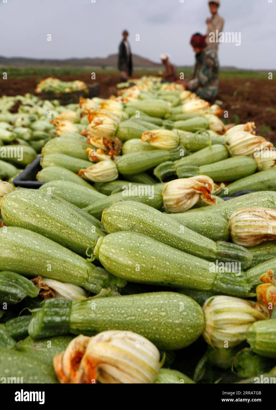 210816 -- DHAMAR, 16. August 2021 -- Dorfbewohner ernten am 16. August 2021 Zucchinis auf den Feldern in der Provinz Dhamar im Südwesten des Jemen. Foto von /Xinhua YEMEN-DHAMAR-ZUCCHINI ERNTE MohammedxMohammed PUBLICATIONxNOTxINxCHN Stockfoto