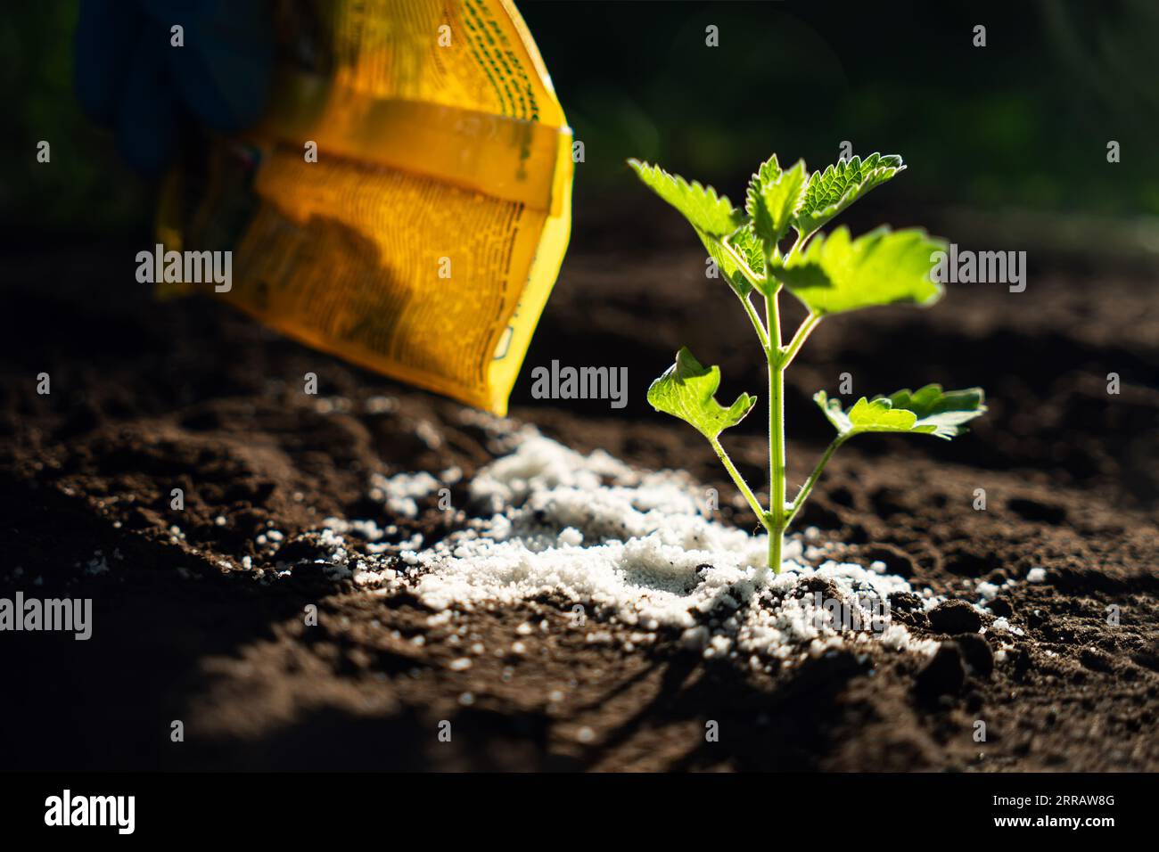 Verwenden Sie organisches Düngemittel für den ökologischen Landbau oder den Gartenbau. Halten Sie Düngemittel in Bodennähe oder in der Nähe von Kulturmedien – nicht gentechnisch veränderte Futtersämlinge Stockfoto