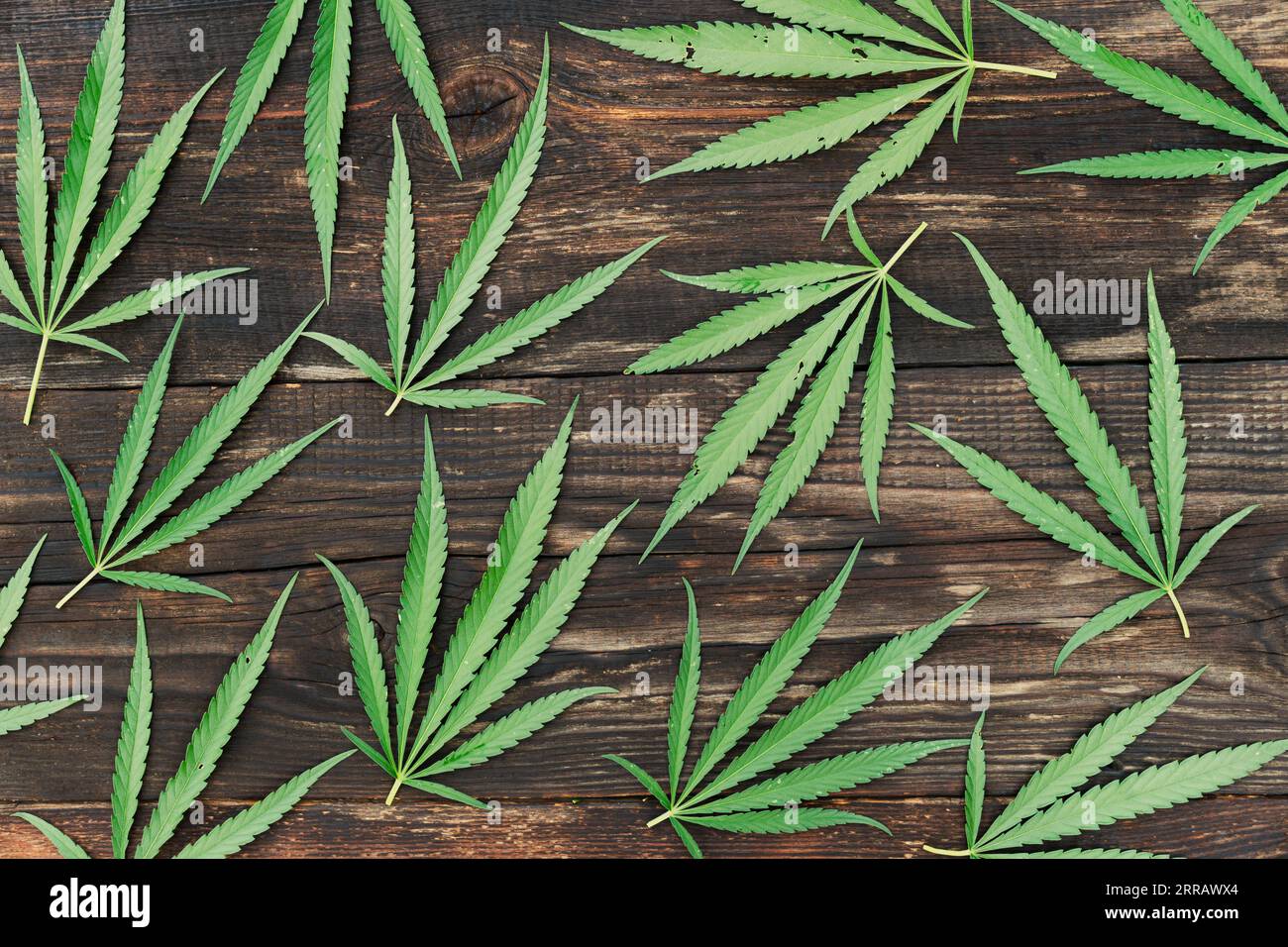 Cannabisblatt auf hölzernem Hintergrund. Cannabis Texture Marihuana Blatt Hintergrund. Getrocknete Blatttropfen zur Herstellung von leichten Medikamenten Stockfoto