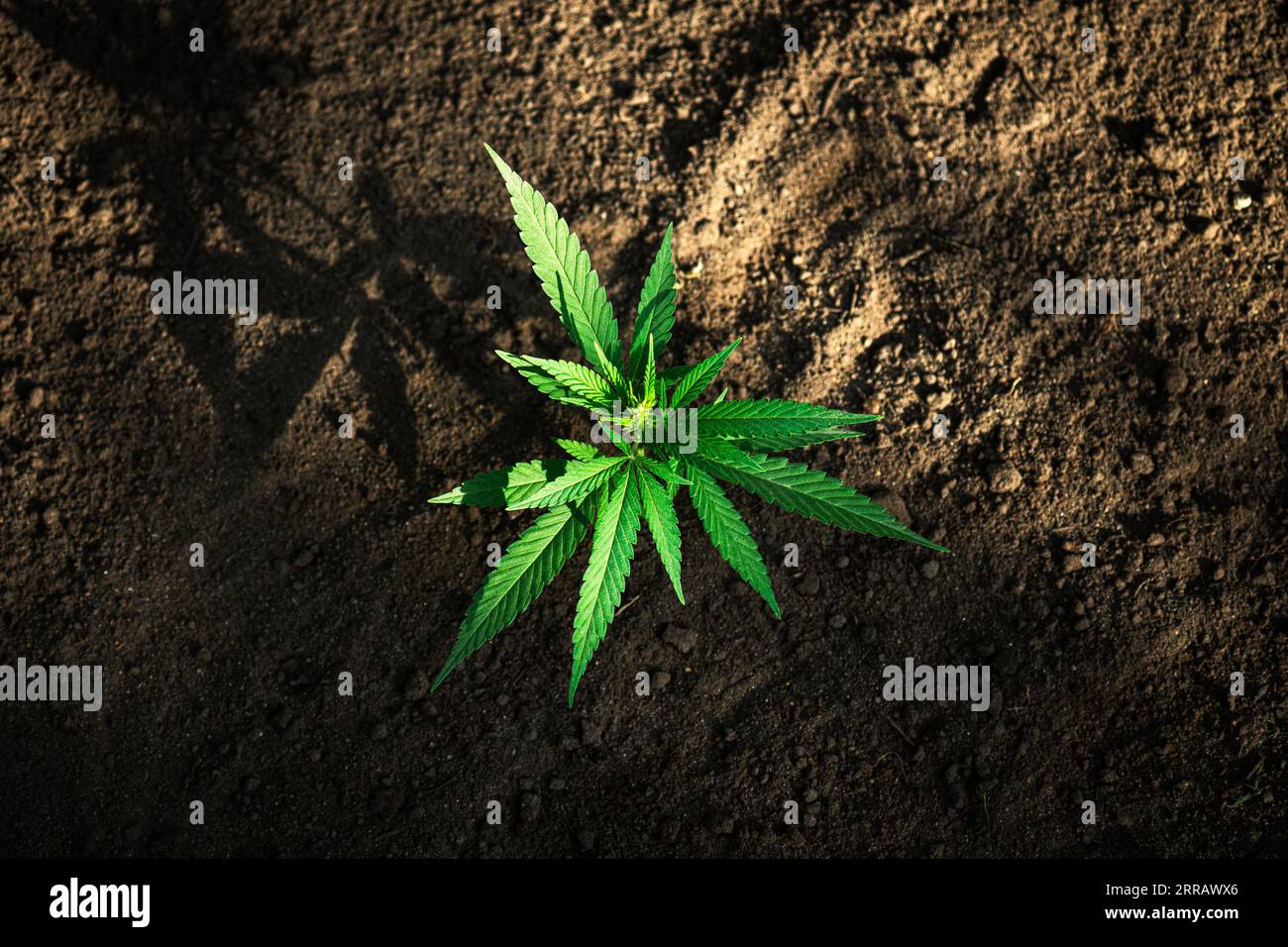 Hanfsprossen Pflanze Makro auf schönem verschwommenem Hintergrund. Textur der jungen Marihuana-Pflanze, die aus den ersten Blättern austritt Stockfoto