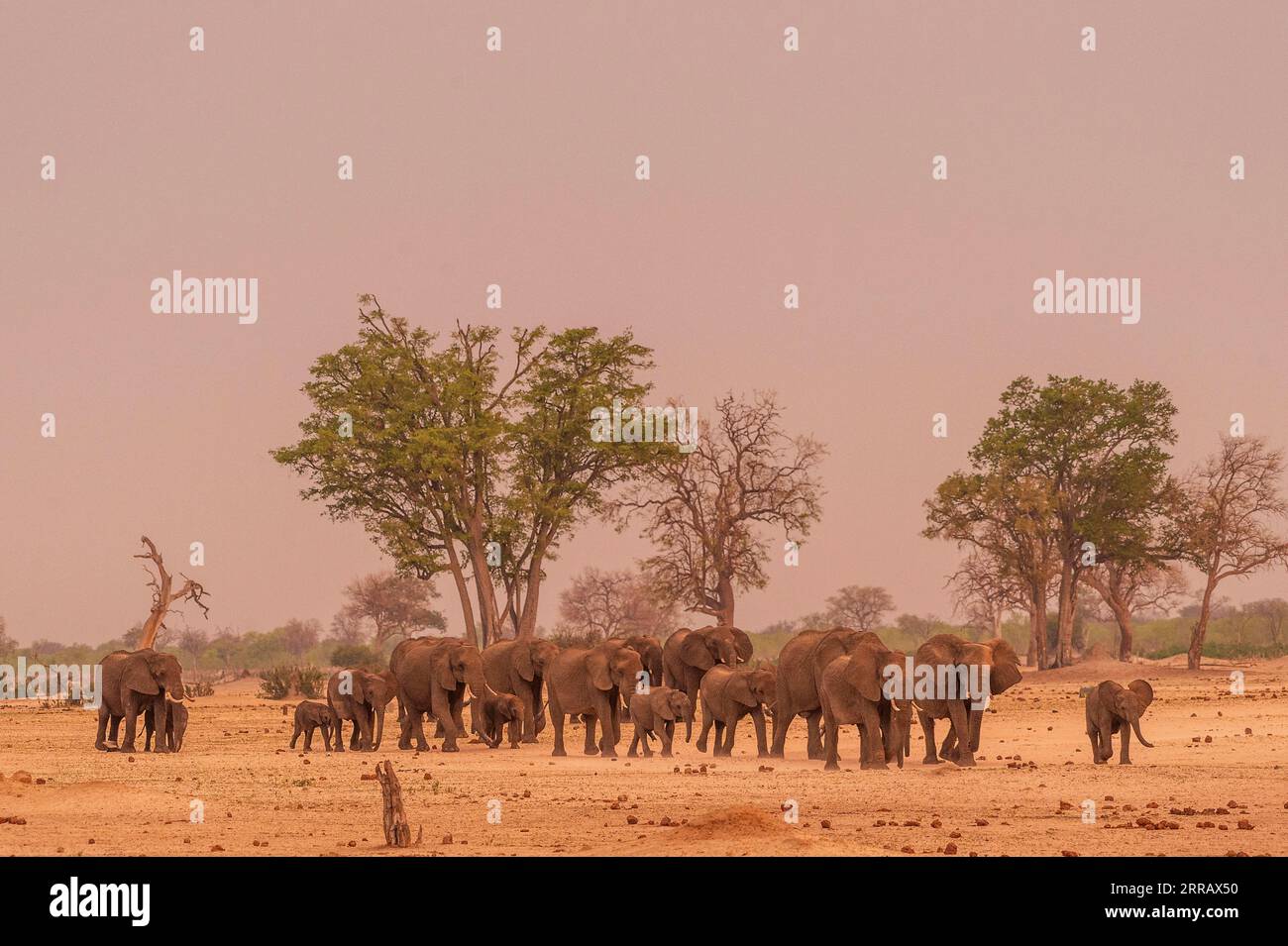 Eine große Herde afrikanischer Elefanten kann bei Sonnenuntergang im Hwange-Nationalpark von Simbabwe gesehen werden. Elefant, Loxodonta africana, Familie, Herde, züchtet sie Stockfoto