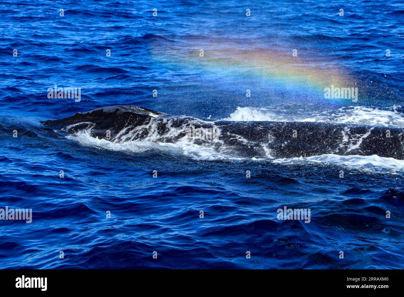 Wunderschönes und riesiges Exemplar von Buckelwalen, das aus der Tiefsee auftaucht und im Meer von Cortez vor der Küste in Cabo Freude atmet. Stockfoto