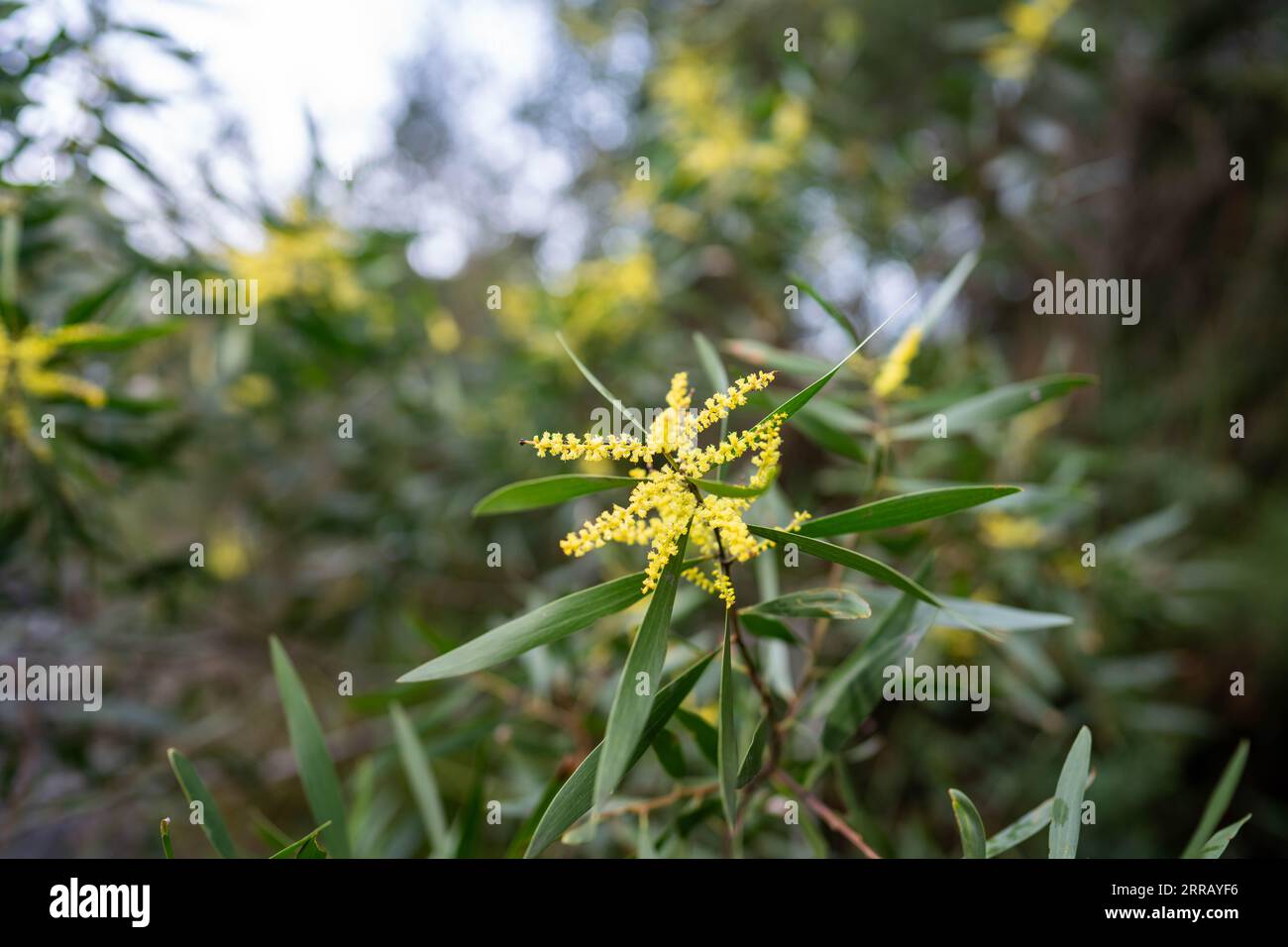 australische Küsten-Pflanzen am Strand im Frühjahr Stockfoto