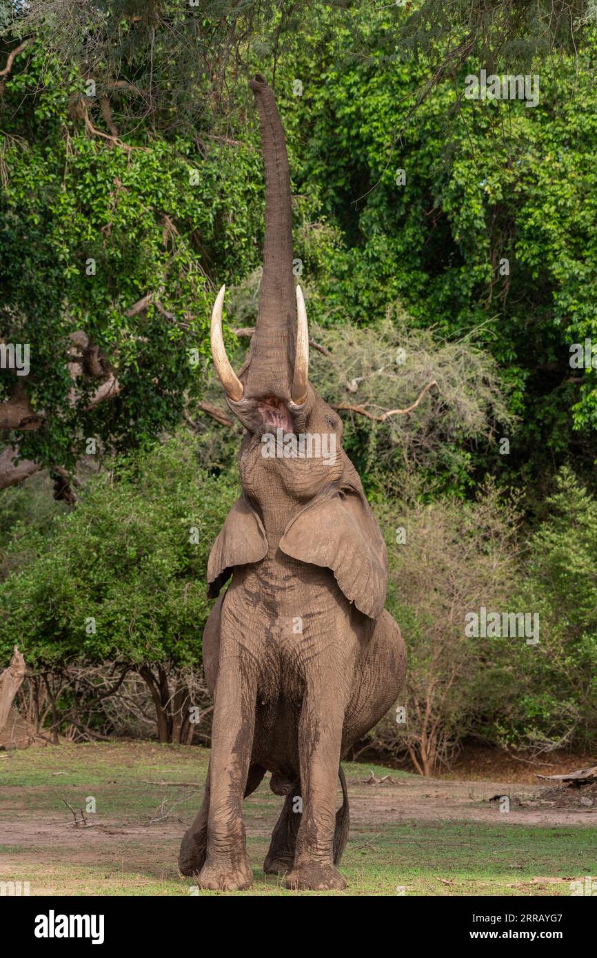 Boswell, der Elefant, steht auf seinen Hinterbeinen, um im Mana Pools National Park von Simbabwe zu füttern. Stockfoto