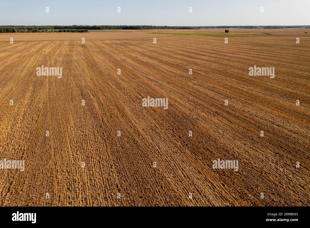 Drohnenfotografie von gelbem Getreidefeld an bewölkten Sommertagen. Stockfoto