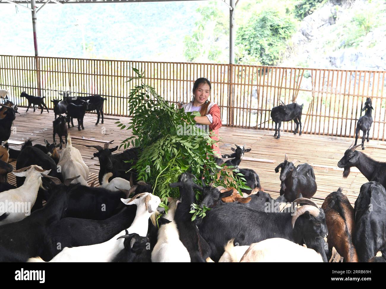 210903 -- DU AN, 3. September 2021 -- Ein Dorfbewohner ernährt Schafe im Dorf Chihua im Autonomen Kreis du an Yao, südchinesische Autonome Region Guangxi Zhuang, 3. September 2021. Die Bezirksregierung unterstützte die Schafindustrie als wirtschaftliche Säule mit mehr als 480.000 Zuchtschafen. CHINA-GUANGXI-DU-AN-SCHAFZUCHTINDUSTRIE CN ZHOUXHUA PUBLICATIONXNOTXINXCHN Stockfoto