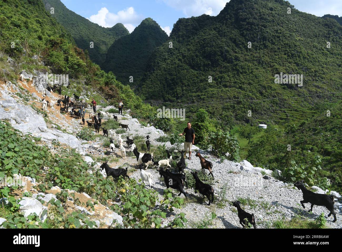 210903 -- DU AN, 3. September 2021 -- Ein Dorfbewohner weidet Schafe im Dorf Chihua im Autonomen Kreis du an Yao, südchinesische Autonome Region Guangxi Zhuang, 3. September 2021. Die Bezirksregierung unterstützte die Schafindustrie als wirtschaftliche Säule mit mehr als 480.000 Zuchtschafen. CHINA-GUANGXI-DU-AN-SCHAFZUCHTINDUSTRIE CN LUXBOAN PUBLICATIONXNOTXINXCHN Stockfoto